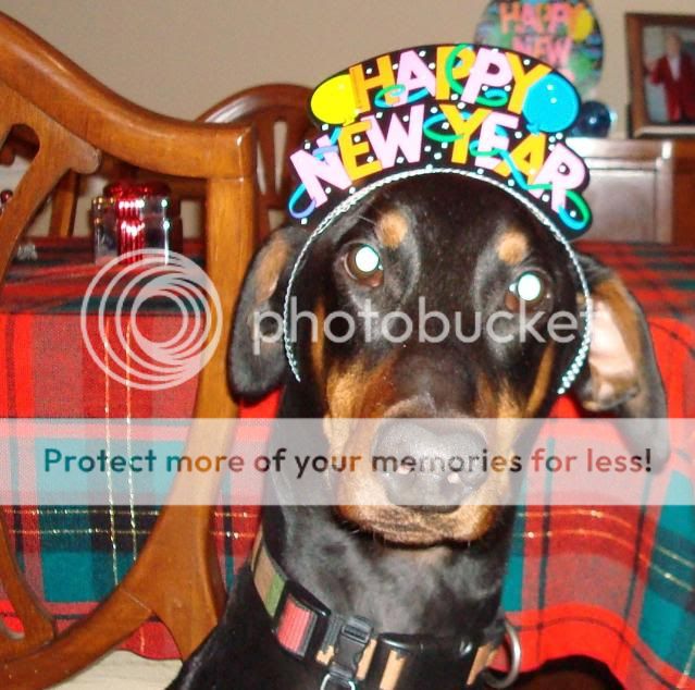 Indy says Happy New Year! | Doberman Forum : Doberman Breed Dog Forums