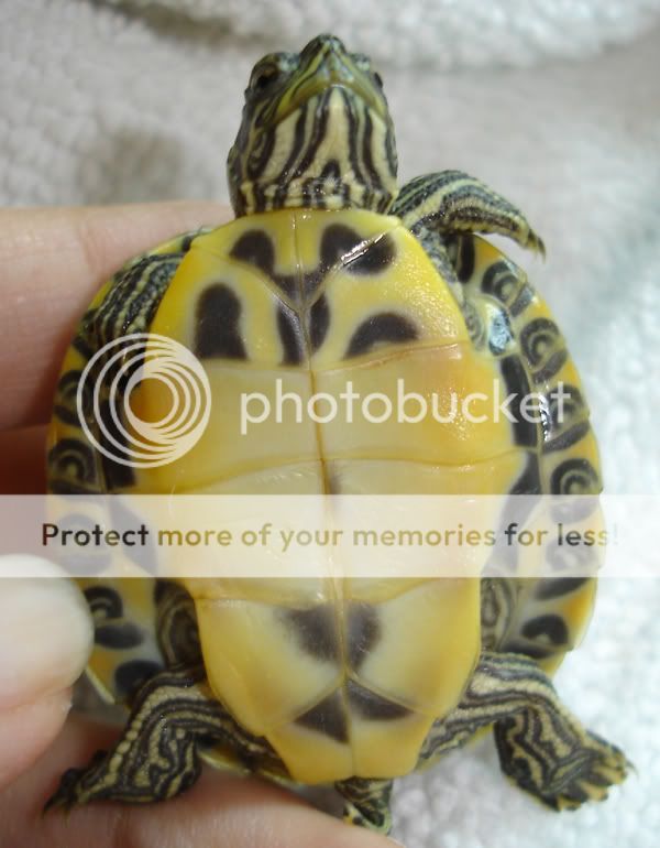 yellow belly cooter or slider? - Turtle Identification - Turtle Forum