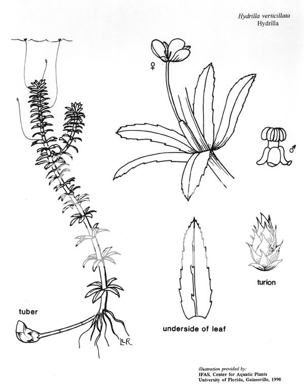 Difference between Milfoil and Hydrilla - General Bass ... er diagrams in toad 