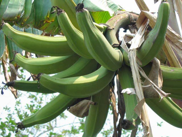 Bananas/Plantains Ready to Harvest?