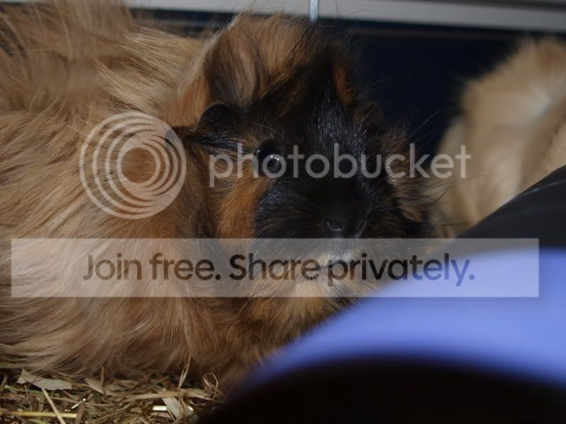 pigs016.jpg