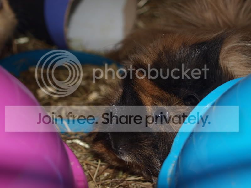 pigs019.jpg