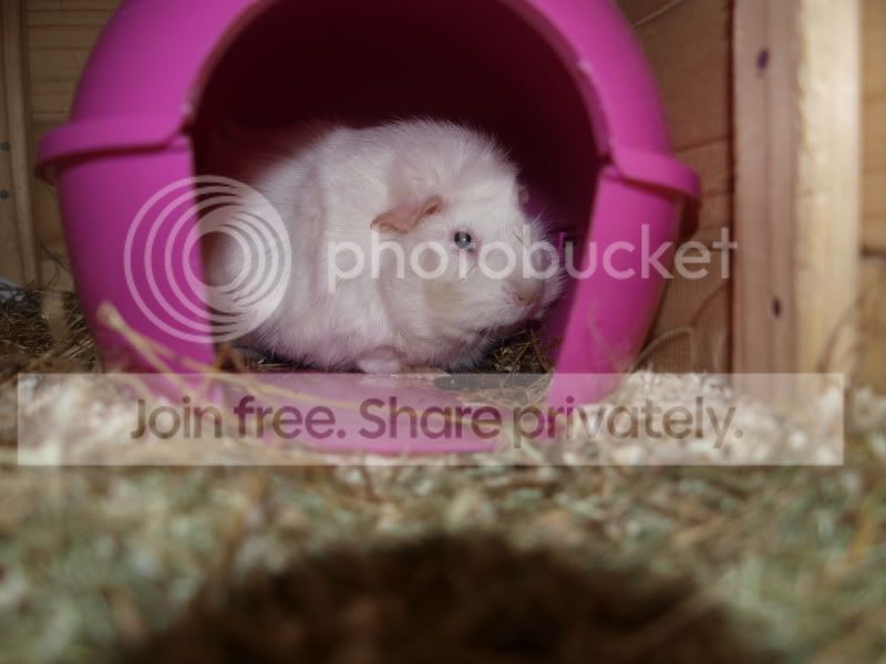 pigs037.jpg