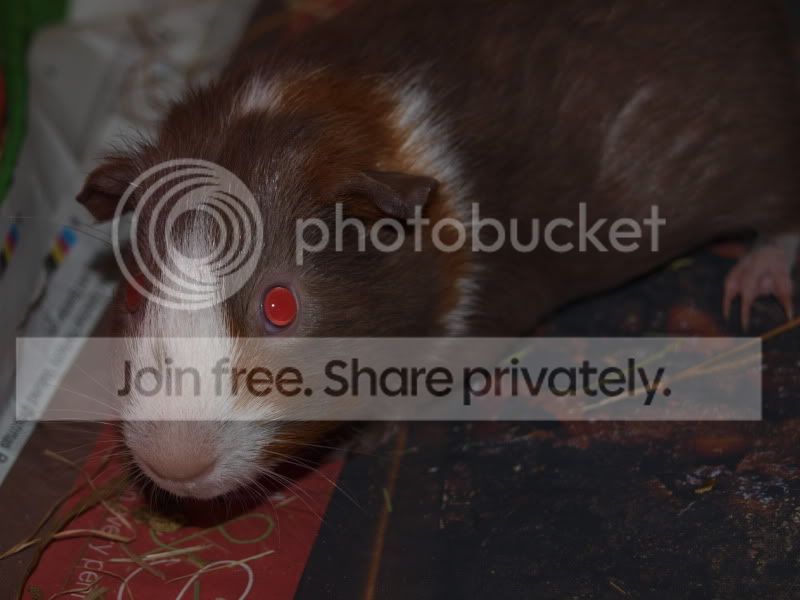 pigs038.jpg
