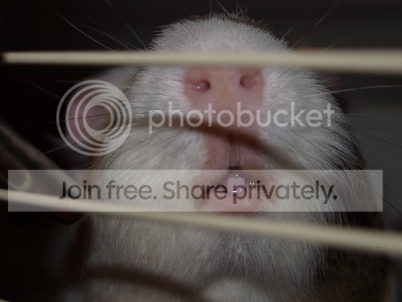 pigs040.jpg