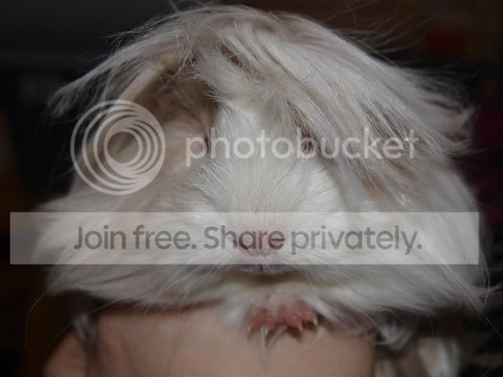 snowy.jpg