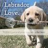 Labrador Love