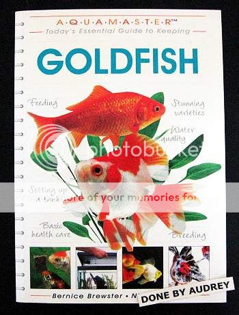 Essential Guide to Keeping GOLDFISH in a Home Aquarium  