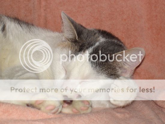 https://i4.photobucket.com/albums/y148/PANZER420/Kitty002.jpg