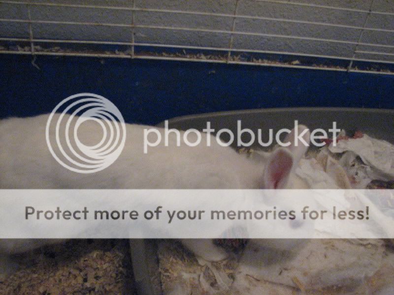 2 healthy babies...1 deformed baby | Rabbits Online Pet Rabbit & Bunny ...